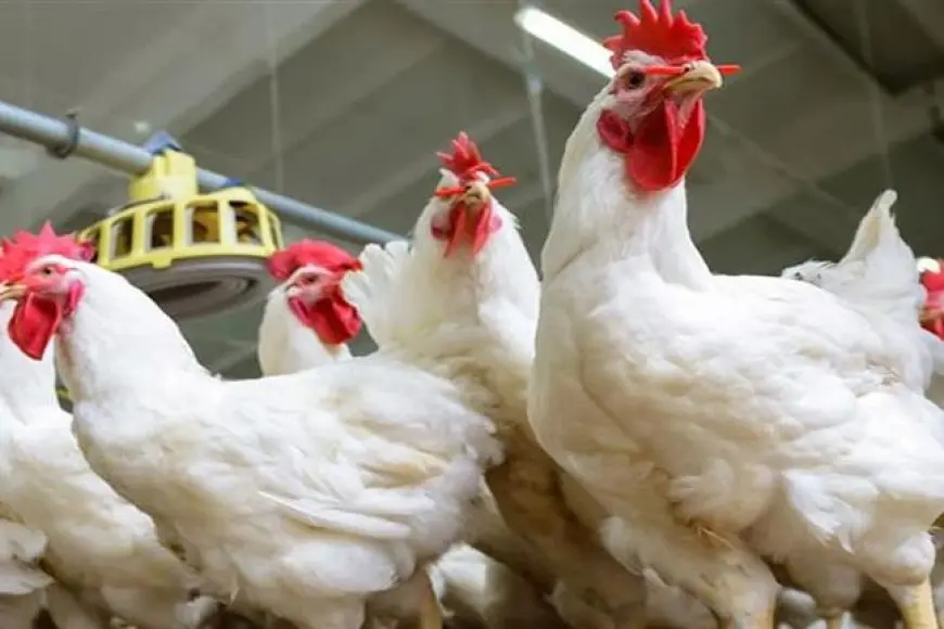 أسعار الدواجن تنخفض بالأسواق اليوم الخميس (موقع رسمي)
