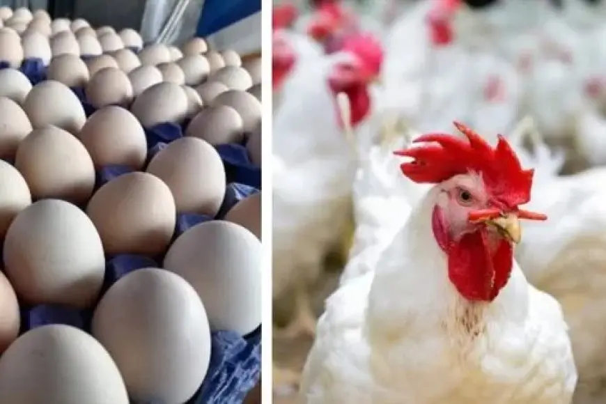 أسعار الدواجن والبيض اليوم الخميس.. انخفاض كيلو الأبيض