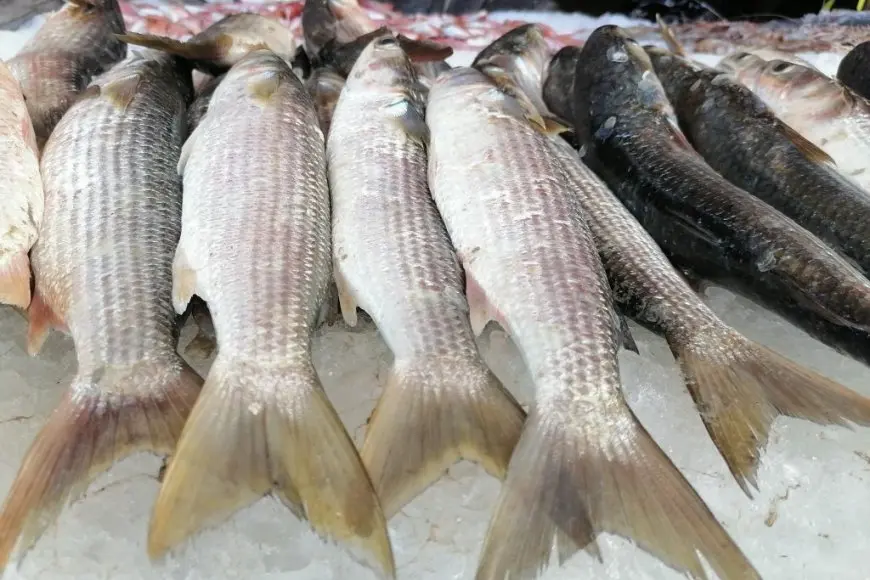 أسعار الأسماك اليوم الخميس.. الدنيس يبدأ من 100 جنيه