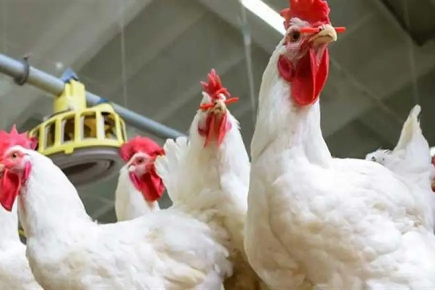 خريطة الأسعار اليوم: انخفاض الدواجن والحديد وارتفاع الأسمنت والذهب يستقر