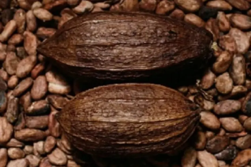 “فوربس”: العقود الآجلة للكاكاو تتفوق على الذهب