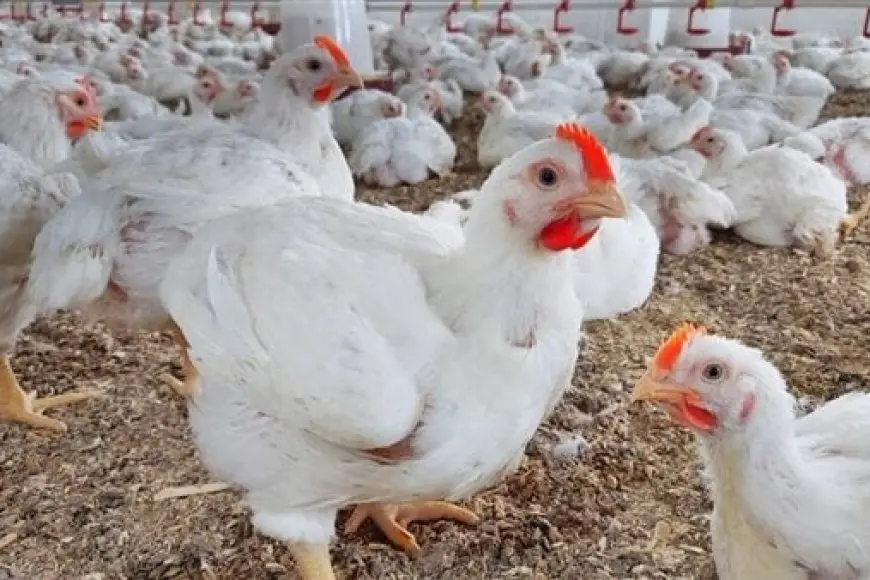 بورصة الدواجن تعلن أسعار الفراخ البيضاء والبانيه والبيض بالأسواق