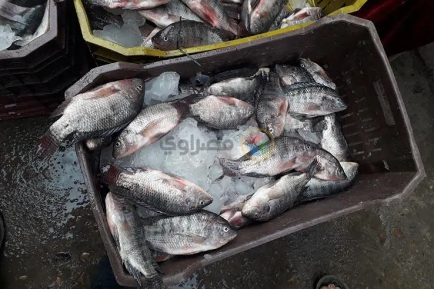 أسعار الأسماك والمأكولات البحرية اليوم في سوق العبور