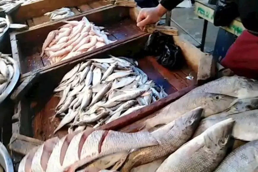 انخفاض البلطي.. أسعار السمك والمأكولات البحرية اليوم الاثنين