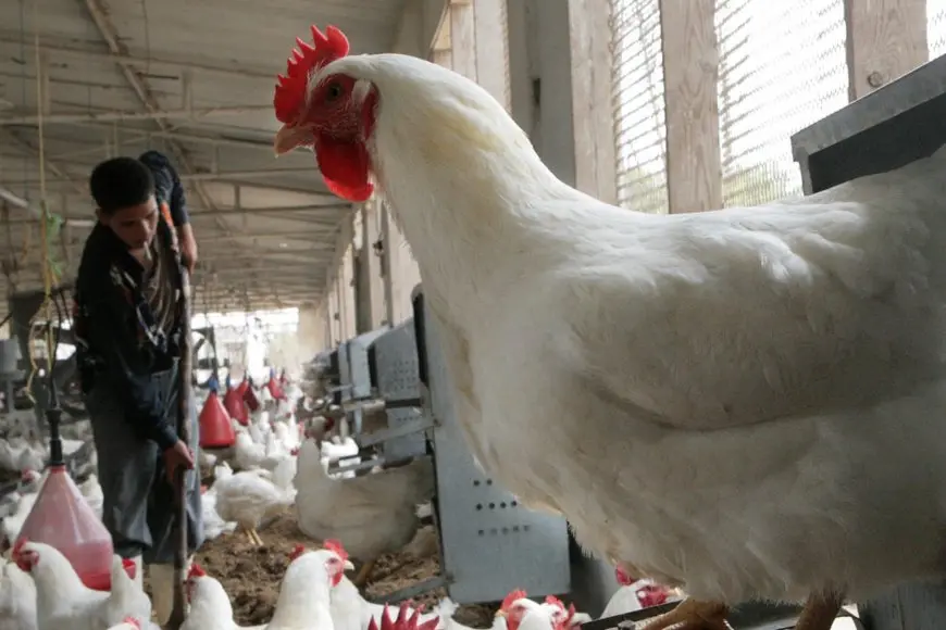 أسعار الدواجن البيضاء اليوم الاثنين في المزرعة والأسواق