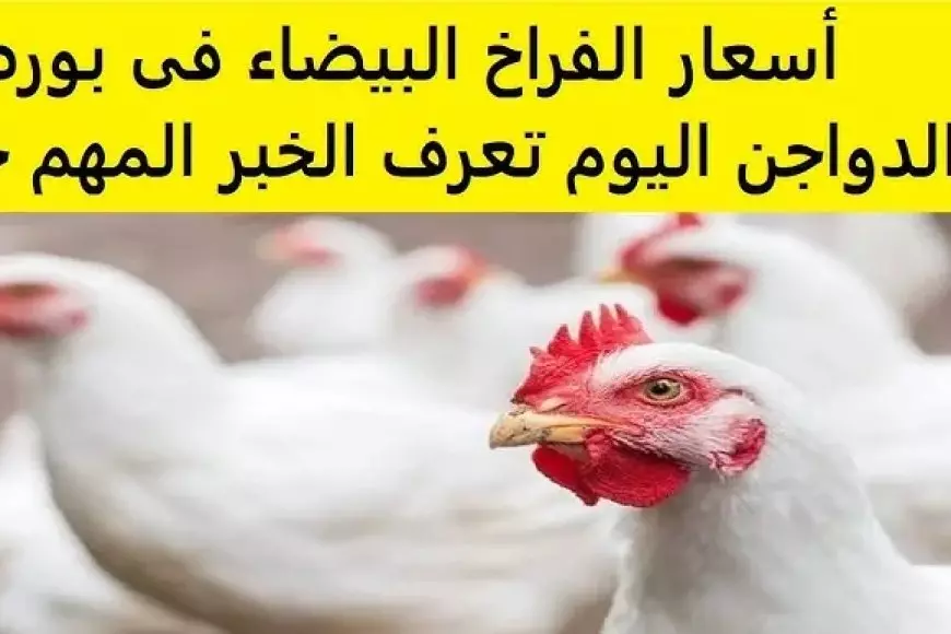 بورصة الدواجن اليوم اسعار الفراخ البيضاء السبت 18 يناير 2025 سعر كرتونة البيض في المحلات