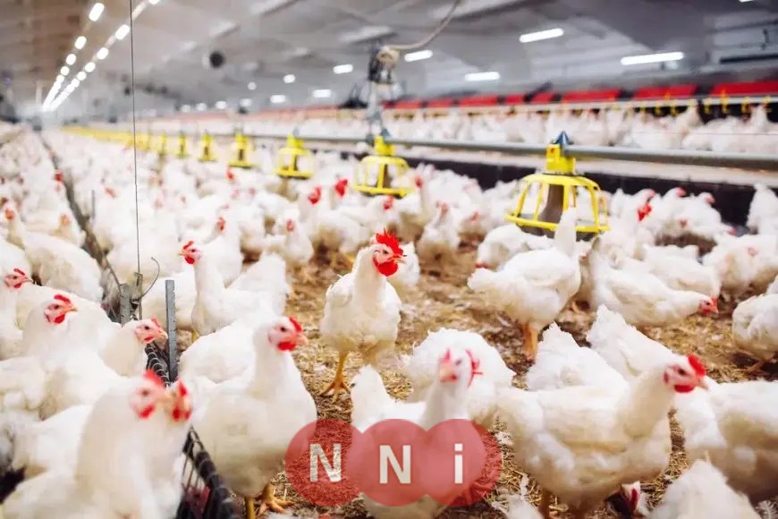 منتجو الدواجن يكذبون شائعة انتشار أمراض وبائية