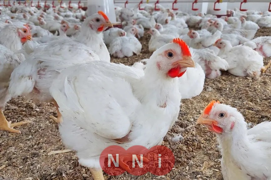 الحكومة توضح حقيقة وجود سلالات أو فيروسات وبائية بين الدواجن