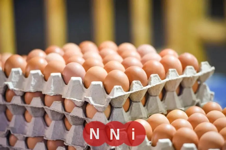 سعر كرتونة البيض الأبيض في الأسواق اليوم، الأحد 13 يوليو 2025