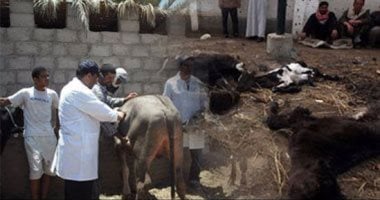 وزارة الزراعة تنتج لقاحًا وتحصن الماشية ضد سلالة الحمى القلاعية (SAT 1)