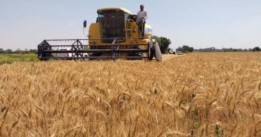 10 إجراءات من مركز المناخ لإنقاذ القمح المتأخر.. تعرف عليها