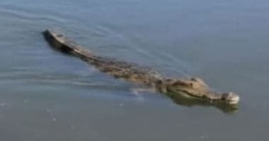 لليوم الخامس.. فرق البحث تواصل جهودها لاصطياد تمساح مصرف قرية الزوامل