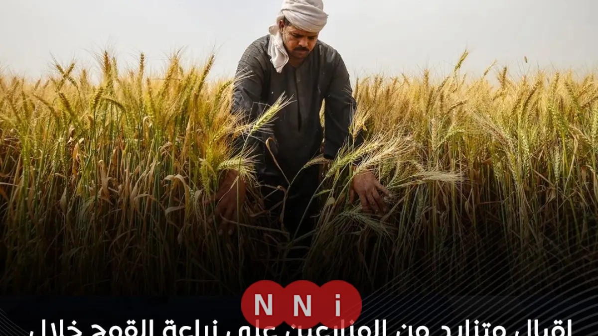 الزراعة توضح: إقبال متزايد على زراعة القمح هذا الموسم ونفي شائعات العزوف