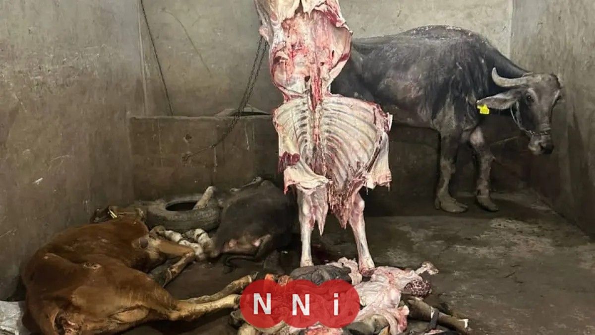 الزراعة تضبط 189 طنًا من اللحوم غير المطابقة للاشتراطات الصحية في أسبوع واحد