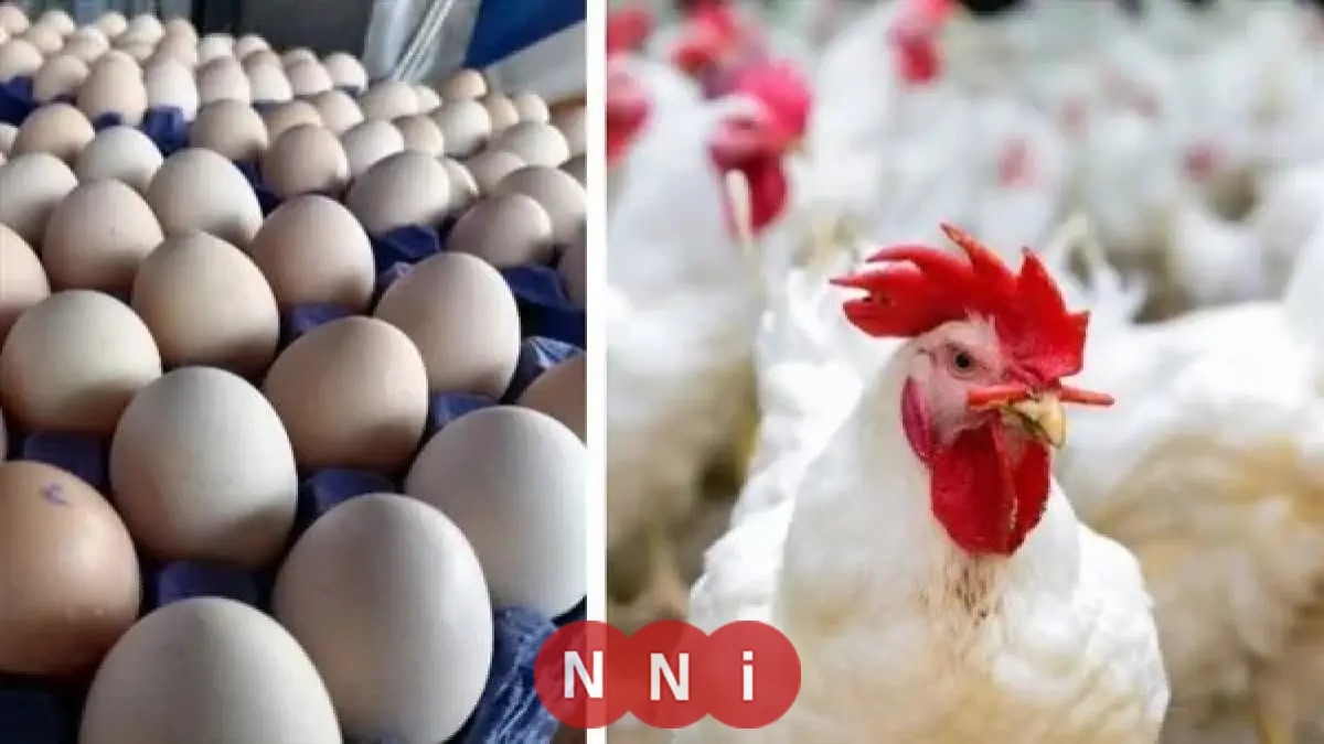 انخفاض جديد في أسعار الدواجن والبيض اليوم الأحد الكيلو الأبيض يتراجع