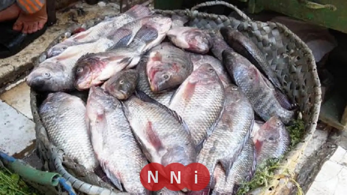 تعرف على أسعار الأسماك اليوم الخميس: البلطي يبدأ من 57 جنيهًا