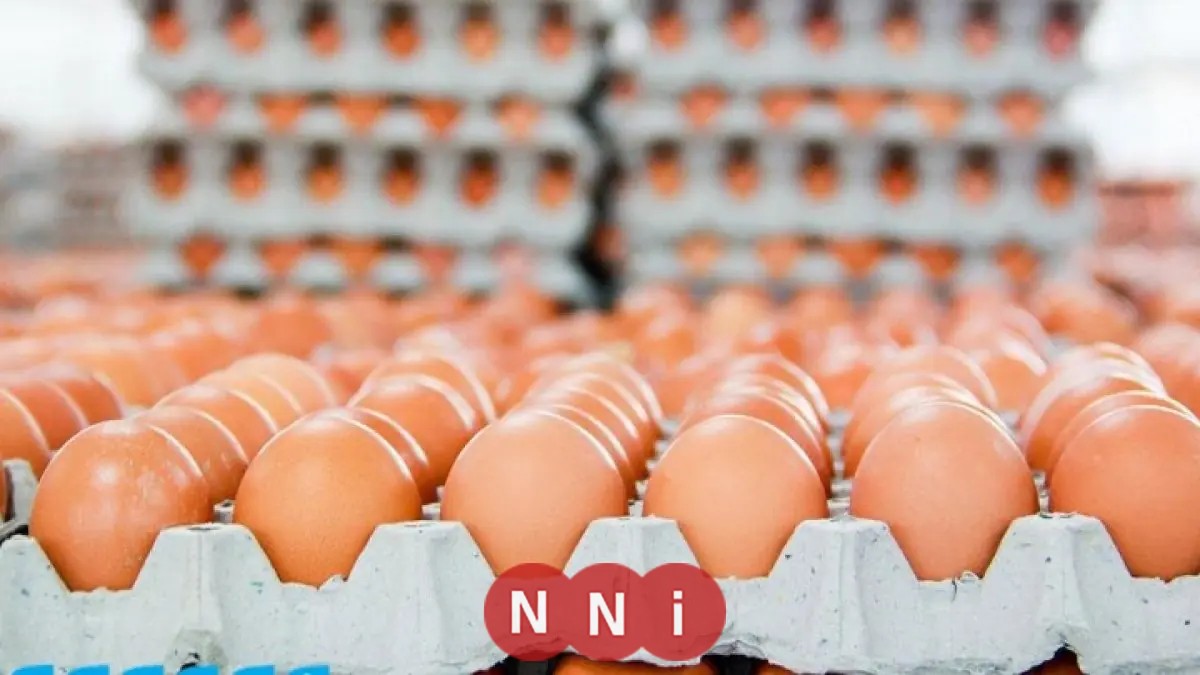 أسعار البيض اليوم الجمعة: تعرف على أحدث تحديثات الكرتونة في بورصة الدواجن