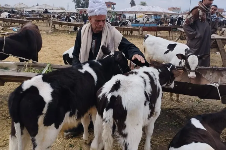 الحق اشتري لحمة العيد.. اسعار العجول البقري قائم النهاردة في جميع منافذ وزارة الزراعة