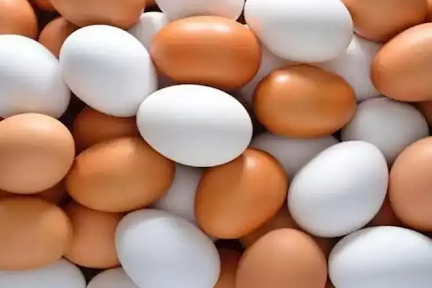 مفاجأة من شعبة المواد الغذائية حول الفرق بين البيض الأبيض والأحمر