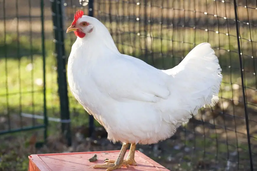 بورصة الدواجن تعلن انخفاض جديد لـ أسعار الفراخ البيضاء