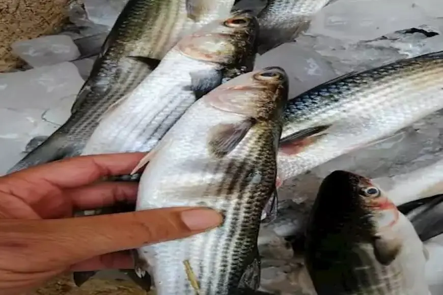 110 جنيهات لكيلو البوري..أسعار الأسماك والمأكولات البحرية اليوم الخميس في سوق العبور