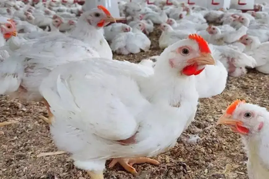 انخفاض طفيف في أسعار الدواجن اليوم الخميس بالأسواق (موقع رسمي)