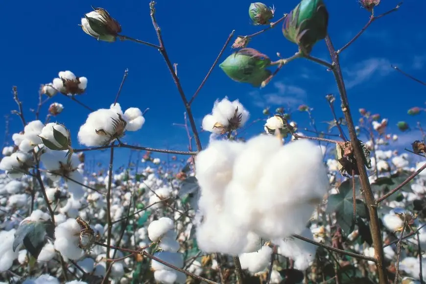  مصر تبدأ التشغيل التجريبي لأكبر مصنع غزل ونسيج على مستوى العالم