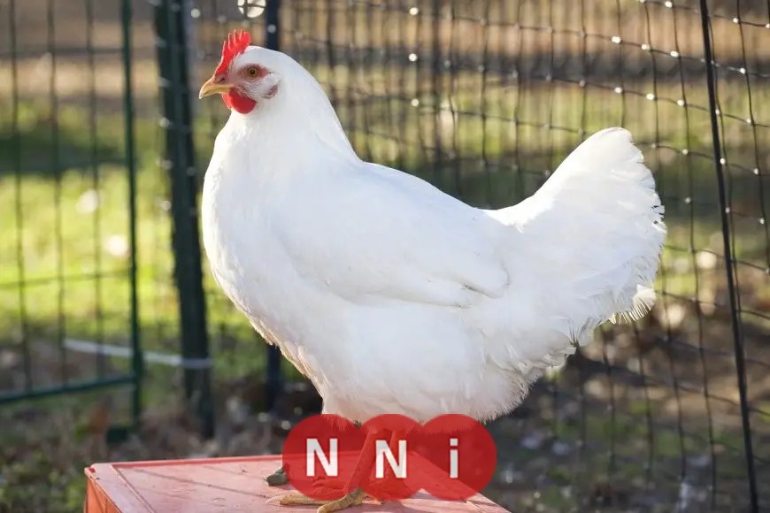 تراجع جديد في أسعار الدواجن.. الفراخ البيضاء تنخفض بجنيهين للكيلو