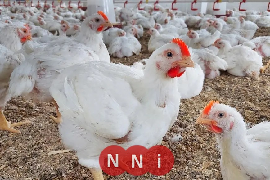 أسعار الدواجن اليوم الجمعة في المزرعة: الكيلو بـ 50 جنيها بعد الانخفاض الأخير