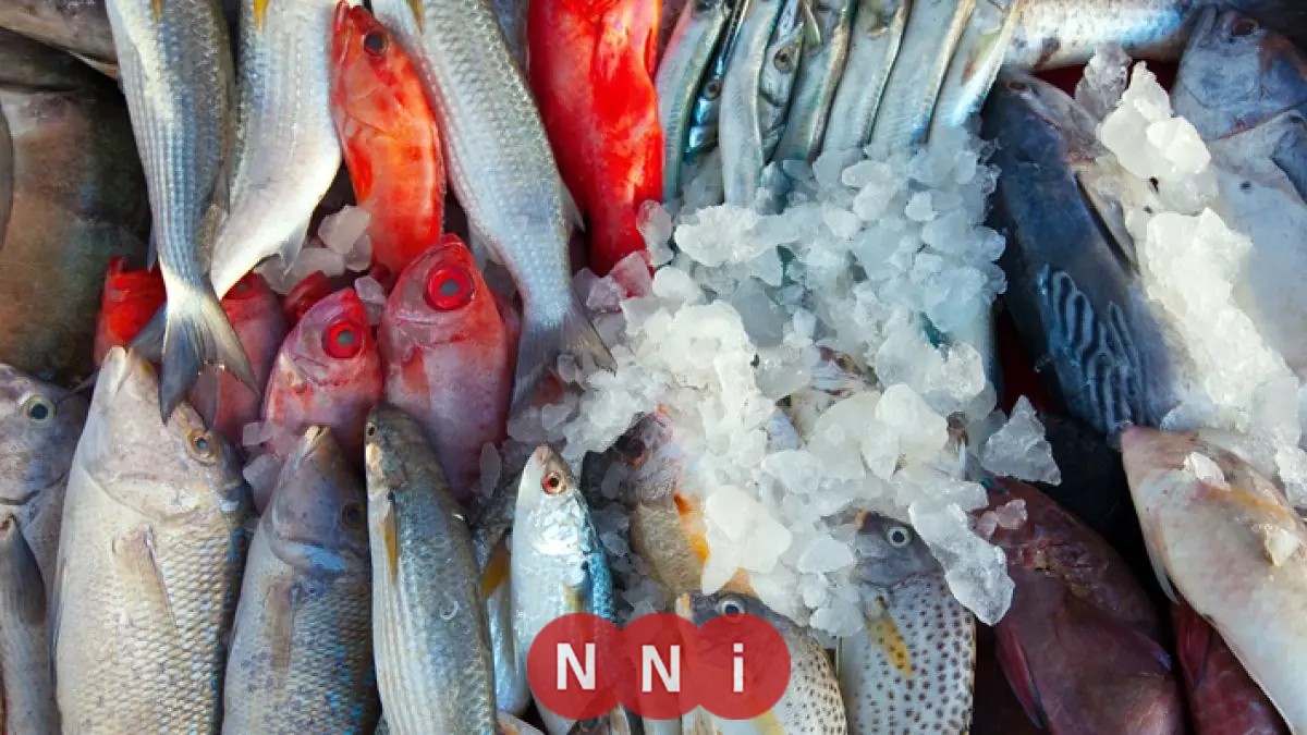 تعرف على أسعار الأسماك اليوم الأحد: الدنيس يصل إلى 275 جنيهًا