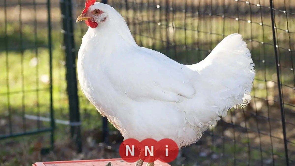 تعرف على أسعار الدواجن اليوم الخميس وكم بلغ سعر كيلو الأبيض بعد الارتفاع