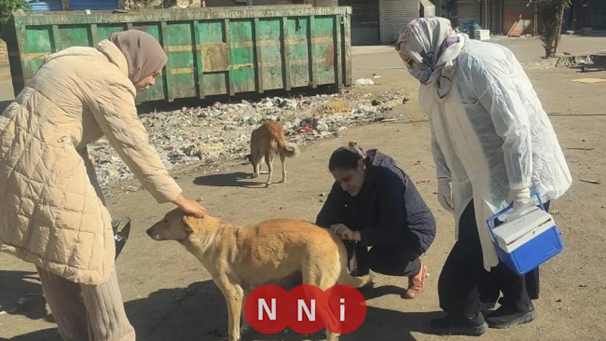 تحصين 1135 كلبًا وتعقيم 133 في أول أسبوع من يناير بتوجيهات الخدمات البيطرية