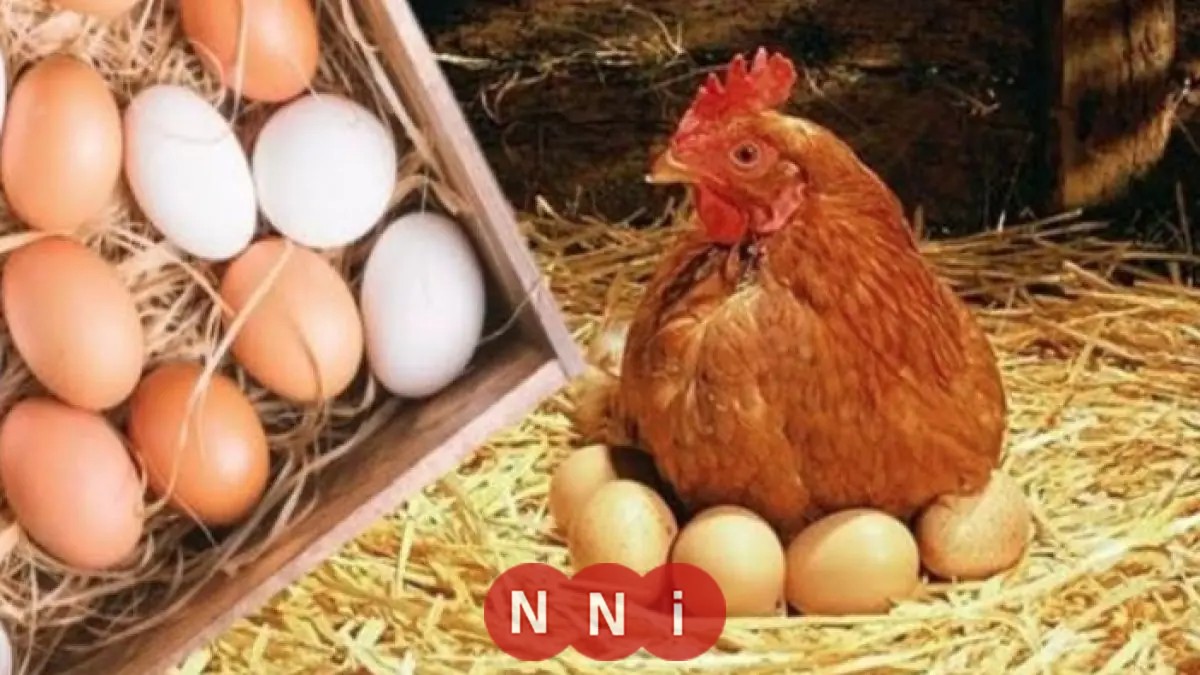 تحديث جديد اليوم الأحد: أسعار الدواجن والبيض في البورصة