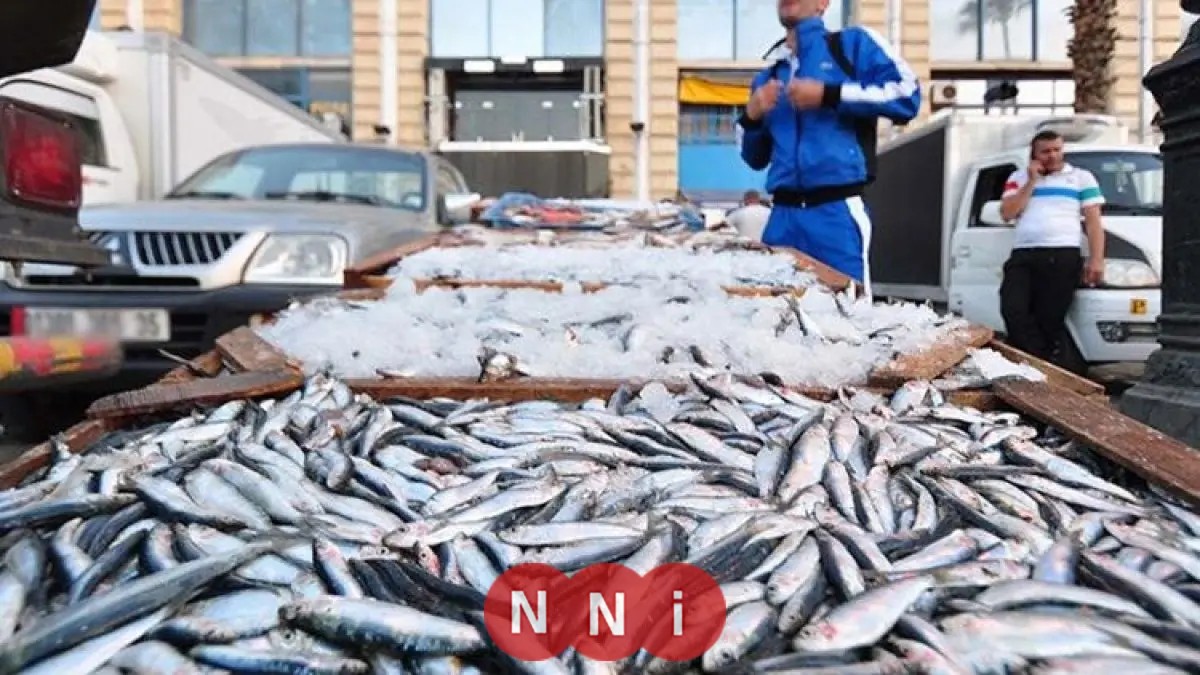 تعرف على أسعار الأسماك اليوم الأحد: بداية سعر الموسى من 250 جنيهًا