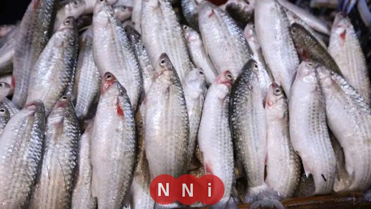 حماية البحيرات تواصل صيد الأسماك بمزرعة الزاوية السمكية في كفر الشيخ