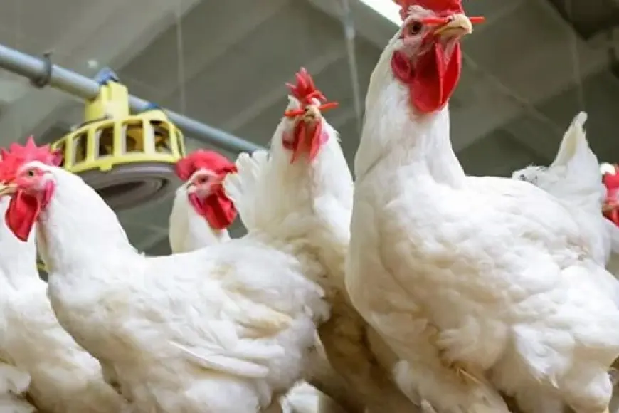 اسعار الفراخ اليوم بورصة الدواجن في مصر الجمعة 3 مايو 2024 تعرف على سعر كيلو البانيه