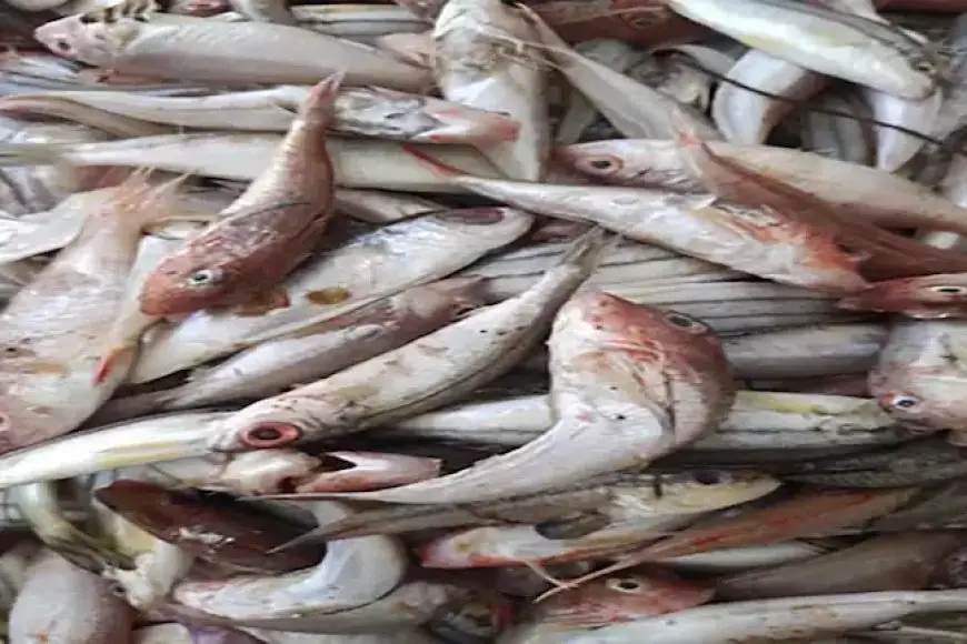 اسعار السمك اليوم البلطي في مصر الأربعاء 25 ديسمبر 2024 سوق العبور لجملة سعر الاسماك