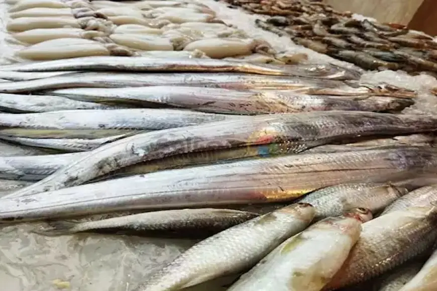 اسعار السمك اليوم البلطي في مصر الاربعاء 25 ديسمبر 2024 سوق العبور للاسماك