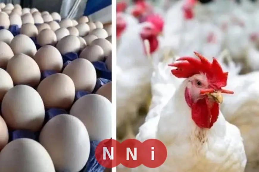 أسعار الدواجن والبيض اليوم الثلاثاء 27 مايو 2025 عقب التراجع الأخير