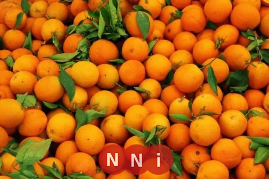 شعبة الفاكهة توضح مستقبل أسعار البرتقال مع ازدياد صادراته