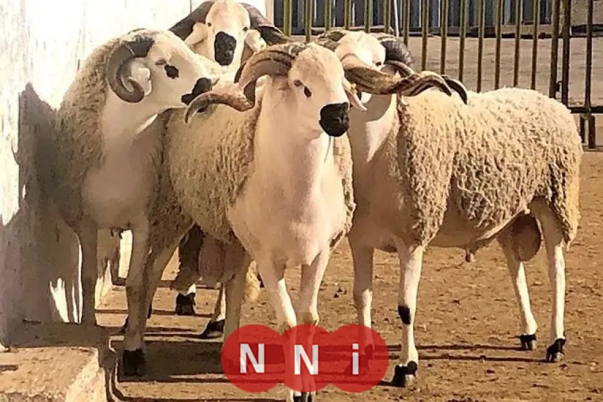 مشروع “الأضاحي” يعلن استعداده التشغيلية لموسم الحج عبر نظام ذكي